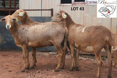 3X MEATMASTER OOI/EWE B3 Genetics (PTY) Ltd (x Money)