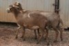 3X MEATMASTER OOI/EWE B3 Genetics (PTY) Ltd (x Money) - 2