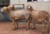 3X MEATMASTER OOI/EWE B3 Genetics (PTY) Ltd (x Money) - 3
