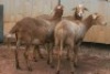 3X MEATMASTER OOI/EWE B3 Genetics (PTY) Ltd (x Money) - 4