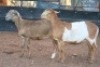2X MEATMASTER OOI/EWE B3 Genetics (PTY) Ltd (x Money) - 2