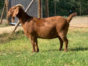 LOT 51 1X OOI/EWE Jac en Rina Jordaan Kalahari Reds STOET 