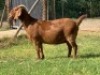 LOT 51 1X OOI/EWE Jac en Rina Jordaan Kalahari Reds STOET