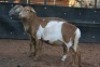 2X MEATMASTER OOI/EWE B3 Genetics (PTY) Ltd (x Money) - 3