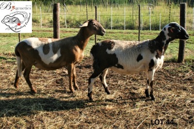 2X MEATMASTER OOI/EWE B3 Genetics (PTY) Ltd (x Money)