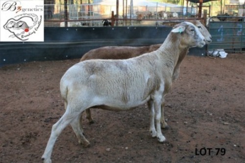 2X MEATMASTER OOI/EWE B3 Genetics (PTY) Ltd (x Money)