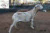 2X MEATMASTER OOI/EWE B3 Genetics (PTY) Ltd (x Money)