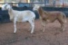 2X MEATMASTER OOI/EWE B3 Genetics (PTY) Ltd (x Money) - 2