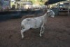 2X MEATMASTER OOI/EWE B3 Genetics (PTY) Ltd (x Money) - 3