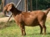 LOT 51 1X OOI/EWE Jac en Rina Jordaan Kalahari Reds STOET - 2
