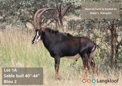 TROPHY HUNT SABLE BUL 40-44" 2 day hunt