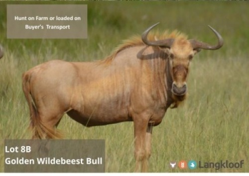 TROPHY HUNT GOLDEN WILDEBEEST BULL 2 day hunt