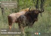 TROPHY HUNT GOLDEN WILDEBEEST BULL 2 day hunt