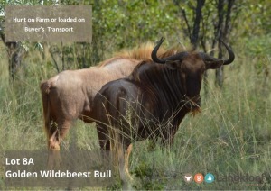 TROPHY HUNT GOLDEN WILDEBEEST BULL 2 day hunt