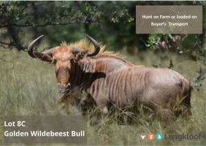 TROPHY HUNT GOLDEN WILDEBEEST BULL 2 day hunt