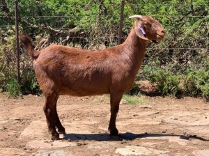 LOT 78 1X OOI/EWE Jac en Rina Jordaan Kalahari Reds FLOCK