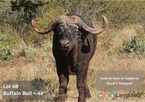 TROPHY HUNT BUFFALO BULL +/-44" 5 day hunt