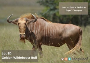 TROPHY HUNT GOLDEN WILDEBEEST BULL 2 day hunt