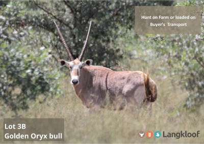 TROPHY HUNT GOLDEN ORYX 2 day hunt