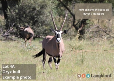 TROPHY HUNT ORYX 2 day hunt