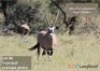 TROPHY HUNT ORYX 2 day hunt