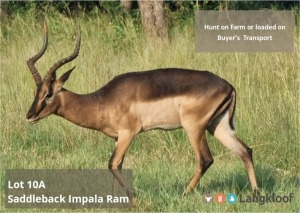 TROPHY HUNT SADDLE BACK IMPALA RAM 2 day hunt