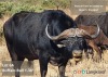 TROPHY HUNT BUFFALO BULL +/-38" 5 day hunt