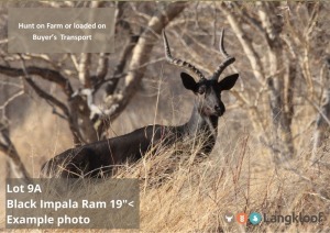 TROPHY HUNT BLACK IMPALA RAM +/- 19" 2 day hunt