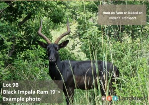 TROPHY HUNT BLACK IMPALA RAM +/- 19" 2 day hunt