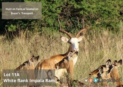 TROPHY HUNT WHITE FLANK IMPALA RAM 2 day hunt