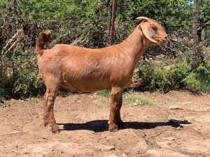 LOT 107 1X OOI/EWE Jac en Rina Jordaan Kalahari Reds FLOCK