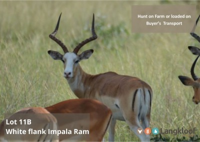 TROPHY HUNT WHITE FLANK IMPALA RAM 2 day hunt