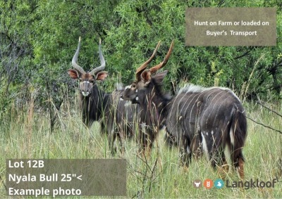 TROPHY HUNT NYALA BUL +/- 25" 2 day hunt