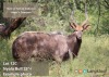 TROPHY HUNT NYALA BUL +/- 25" 2 day hunt