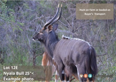 TROPHY HUNT NYALA BUL +/- 25" 2 day hunt