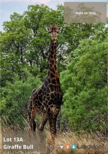 TROPHY HUNT DARK GIRAFFE BULL - HUNT ON FARM