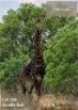 TROPHY HUNT DARK GIRAFFE BULL - HUNT ON FARM