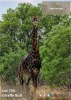 TROPHY HUNT DARK GIRAFFE BULL - HUNT ON FARM - 2