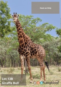 TROPHY HUNT DARK GIRAFFE BULL -HUNT ON FARM