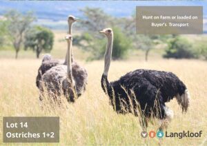 TROPHY HUNT 3 X OSTRICH - 1 MALE+2 FEMALE (pay per animal) 2 day hunt