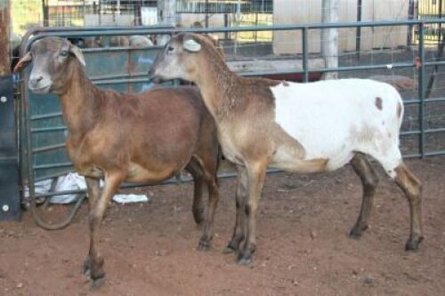 2X MEATMASTER OOI/EWE B3 Genetics (PTY) Ltd (x Money)