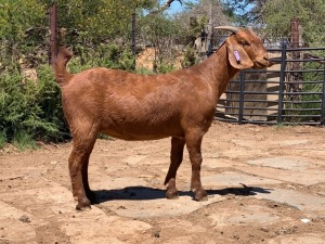 LOT 108 1X OOI/EWE Jac en Rina Jordaan Kalahari Reds KUDDE