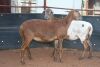 2X MEATMASTER OOI/EWE B3 Genetics (PTY) Ltd (x Money) - 2