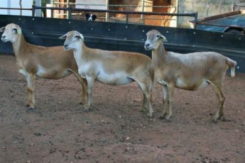 3X MEATMASTER OOI/EWE B3 Genetics (PTY) Ltd (x Money)