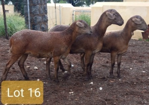 3X MEATMASTER OOI/EWE PIENAARSPAN MEATMASTERS (PER STUK OM LOT TE NEEM/PER PIECE TO TAKE LOT)