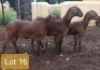 3X MEATMASTER OOI/EWE PIENAARSPAN MEATMASTERS (PER STUK OM LOT TE NEEM/PER PIECE TO TAKE LOT)