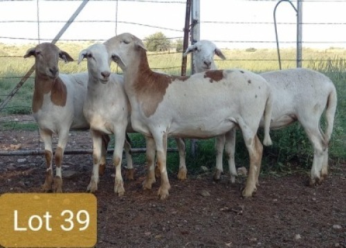 4X MEATMASTER OOI/EWE PIENAARSPAN MEATMASTERS (PER STUK OM LOT TE NEEM/PER PIECE TO TAKE LOT)
