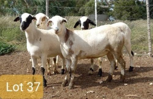 4X MEATMASTER OOI/EWE PIENAARSPAN MEATMASTERS (PER STUK OM LOT TE NEEM/PER PIECE TO TAKE LOT)
