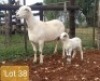 1+1X MEATMASTER OOI/EWE PIENAARSPAN MEATMASTERS