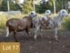 3X MEATMASTER OOI/EWE PIENAARSPAN MEATMASTERS (PER STUK OM LOT TE NEEM/PER PIECE TO TAKE LOT)
